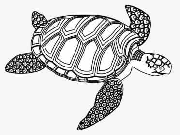 Sea Turtle,turtle,green Sea Turtle,pond Sea Turtle,olive - Turtle Black And White, HD Png Download, Transparent PNG