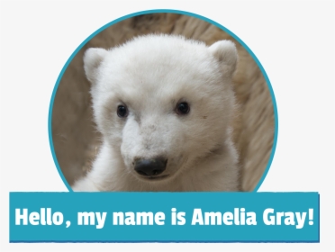 Amelia Gray Polar Bear, HD Png Download, Transparent PNG
