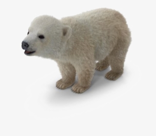 Polar Bear Png Background Image - Polar Bear, Transparent Png, Transparent PNG
