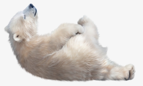 Polar Bear Png Image File - Transparent Polar Bear Png, Png Download, Transparent PNG