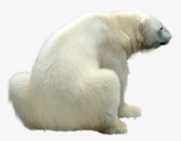 Polar Bear Png - Polar Bear Fur Png, Transparent Png, Transparent PNG