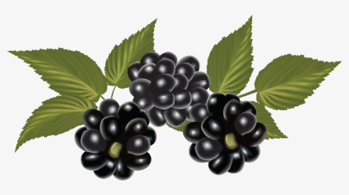Blackberry, Clip Art, Blackberries, Rich Brunette, - Fruit Blackberry Png, Transparent Png, Transparent PNG