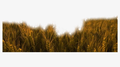 #nature #grass #wheat #trigo #field #freetoedit - Gathering The Harvest, HD Png Download, Transparent PNG