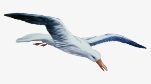 Transparent Seagull Clipart Png - Gulls, Png Download, Transparent PNG