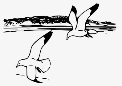 Seagull Clipart Line Drawing - Seagull Clipart Black And White, HD Png Download, Transparent PNG