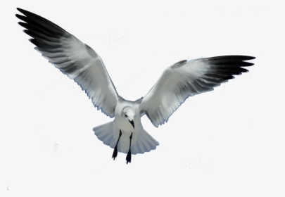 Great Work Clip Art Download - Sea Gull Png, Transparent Png, Transparent PNG