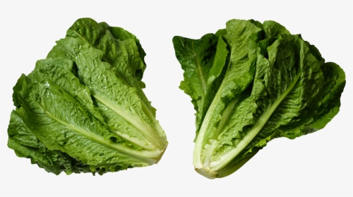 Download For Free Salad Png - Head Of Romaine Lettuce, Transparent Png, Transparent PNG