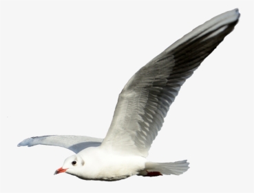Gulls Portable Network Graphics Clip Art Flight Shorebirds - Flying Seagull Transparent Background, HD Png Download, Transparent PNG
