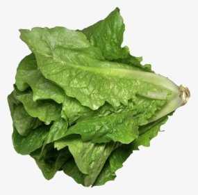 Romaine Lettuce Png, Transparent Png, Transparent PNG
