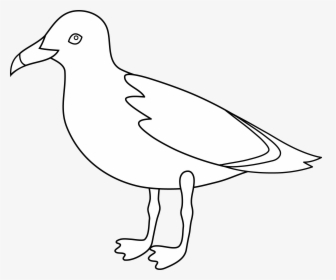 Gulls Bird Drawing Clip Art - Gull, HD Png Download, Transparent PNG