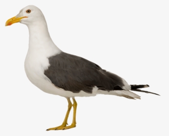 Gull Png - Herring Gull No Background, Transparent Png, Transparent PNG