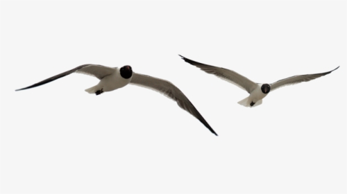 Clip Art Flying Seagulls - Seabird, HD Png Download, Transparent PNG