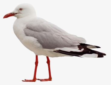 28552 - Seagull Side View Png, Transparent Png, Transparent PNG