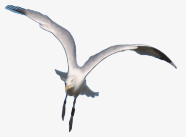 Seagull Clipart Animated Gif - Flying Seagull Transparent Gifs, HD Png Download, Transparent PNG