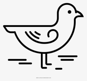 Seagull Coloring Page, HD Png Download, Transparent PNG