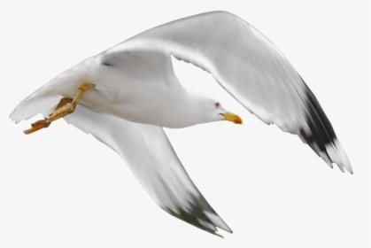 Gull Png - Tube Oiseaux De Mer, Transparent Png, Transparent PNG