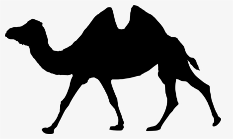 Silhouette, Walking, Camel, Isolated, Animal, Wildlife - Camel Humpback, HD Png Download, Transparent PNG