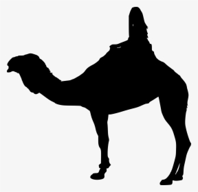 camel rider essay