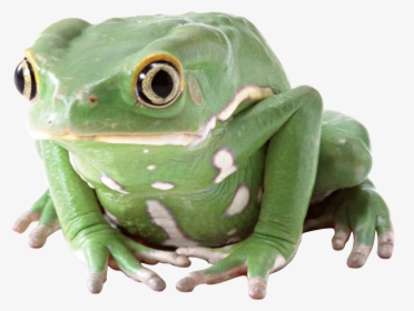 Tree Frog Png - Frog, Transparent Png, Transparent PNG