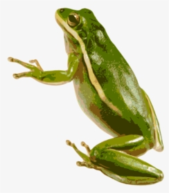 Green Frog Png - Green Tree Frog Transparent, Png Download, Transparent PNG