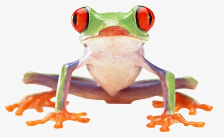 Frog Png Image - Red Eyed Tree Frog Front, Transparent Png, Transparent PNG