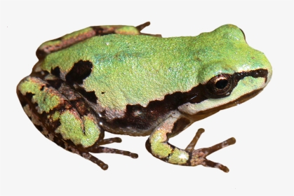 Arizona Tree Frog - Realistic Frog Clip Art, HD Png Download, Transparent PNG