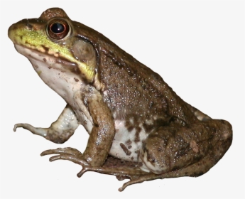 Brown Frog Png - Eastern Spadefoot, Transparent Png, Transparent PNG