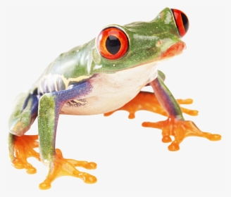 Free Png Frog Png Images Transparent - Tree Frog Transparent Background, Png Download, Transparent PNG