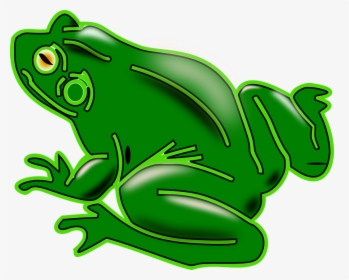 Frog, Amphibian, Tree Frog, Green, Animal, Shiny - Clipart Rana, HD Png Download, Transparent PNG