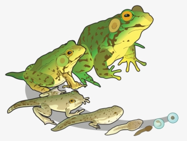 Amphibians Reproduction, HD Png Download, Transparent PNG