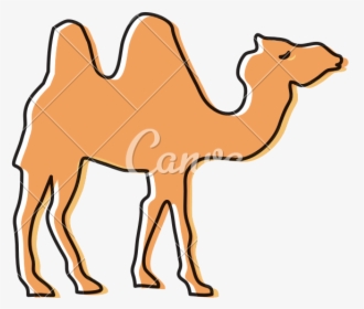 Drawing Camels Vintage - Arabian Camel, HD Png Download, Transparent PNG