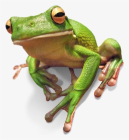 Frogs - Green Tree Frogs Darwin, HD Png Download, Transparent PNG
