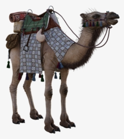 Camel, Humps, Saddle, Animal, Egypt, Sand, Desert, - Arabian Camel, HD Png Download, Transparent PNG