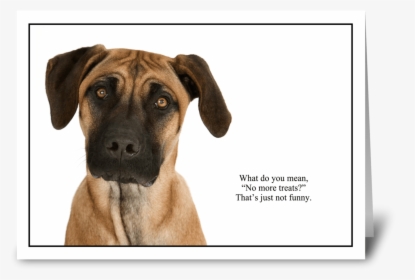 No More Treats Greeting Card - Black Mouth Cur, HD Png Download, Transparent PNG