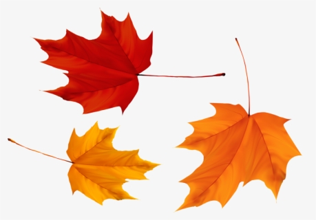 Transparent Maple Leaf Png - Canada Leaves Png, Png Download, Transparent PNG