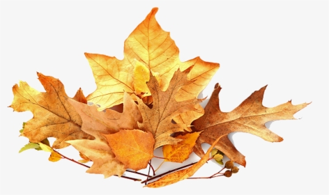 Fall Leaves Pile Png, Transparent Png, Transparent PNG