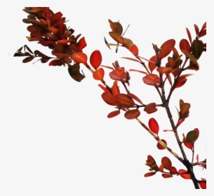 #branch #tree #red #leaves - Ilex Vomitoria, HD Png Download, Transparent PNG