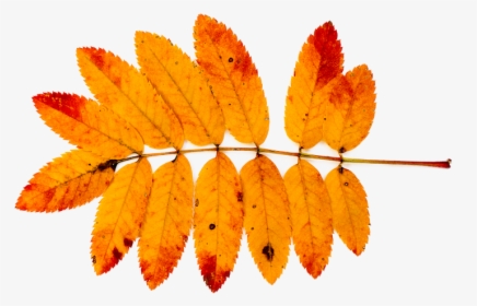Mountain Ash, Autumn, Nature, Leaves, Red, Orange, - Autumn Ash Leaf, HD Png Download, Transparent PNG