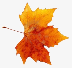 Autumn Leaves, Fallen Leaves, Clip Art, Autumn Colours, - Imagenes De Hojas De Otoño, HD Png Download, Transparent PNG