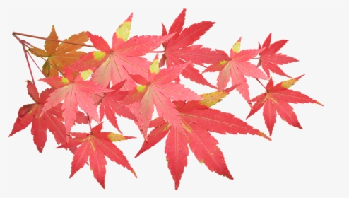 Leaves, Maple, Branch, Autumn, Fall, Nature, Tree - Japanese Maple Leaves Transparent, HD Png Download, Transparent PNG