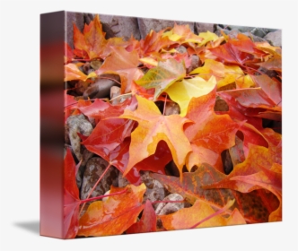 Autumn Leaves Art Prints Red Orange Yel - Maple Leaf, HD Png Download, Transparent PNG