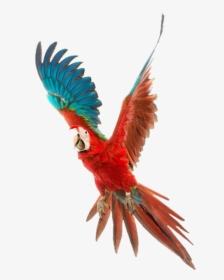 Flying Red Parrot Png, Transparent Png, Transparent PNG
