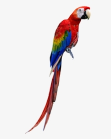 Macaw - Imagenes De Guacamayas Png, Transparent Png, Transparent PNG