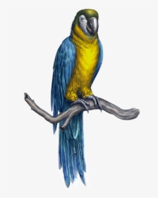 Transparent Guacamaya Png - Macaw, Png Download, Transparent PNG