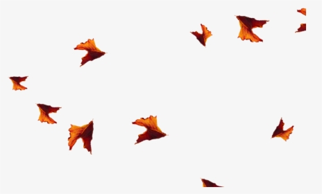 Fish, HD Png Download, Transparent PNG