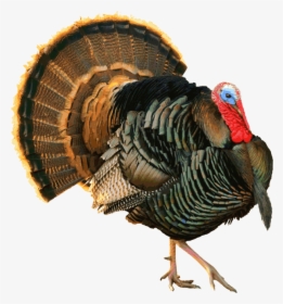 Transparent Turkey Feathers Png - Black And White Strutting Turkey, Png Download, Transparent PNG