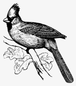 Cardinal Bird Png Clip Arts - Cardinal Black And White Clipart, Transparent Png, Transparent PNG