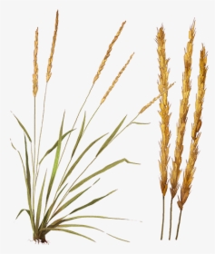 Feather Reed Grass Png, Transparent Png, Transparent PNG