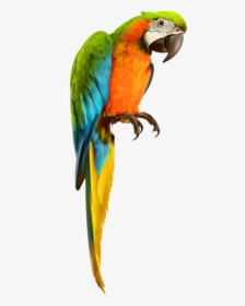 Parrot Macaw Freetoedit - Transparent Background Parrot Transparent, HD Png Download, Transparent PNG