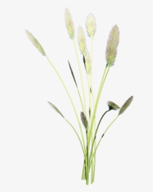 Grass-family - 狗 尾巴 草 素材, HD Png Download, Transparent PNG